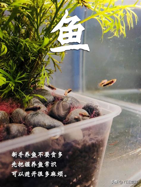 三尺魚缸養什麼魚|魚缸養多少魚合適，這個公式告訴你，再也不用請教別。